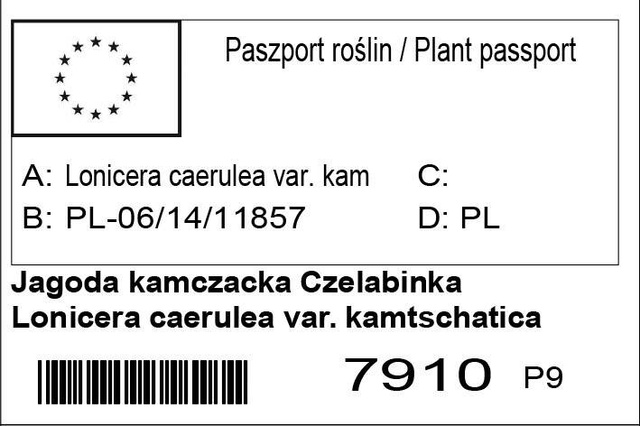 Jagoda kamczacka Czelabinka Lonicera caerulea var. kamtschatica P9