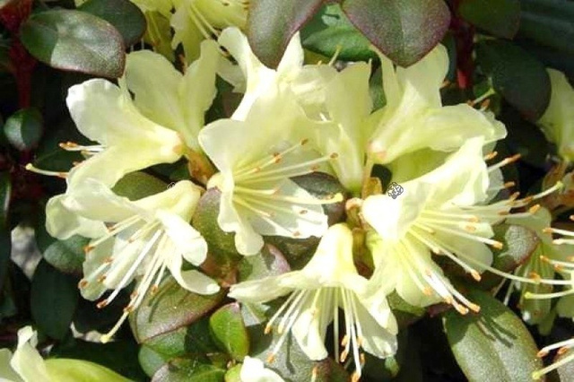 Różanecznik Princess Anne Rhododendron Keiskei C1,5