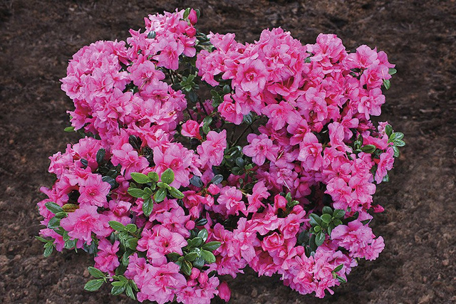 Azalia japońska Rokoko Rhododendron obtusum C2