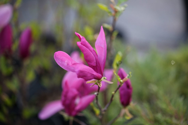 Magnolia Susan Magnolia C5