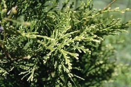 Tuja Aureospicata Thuja occidentalis P9