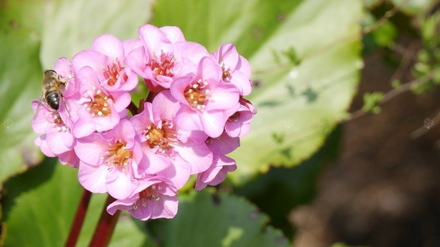Bergenia Robusta Bergenia cordifolia P9