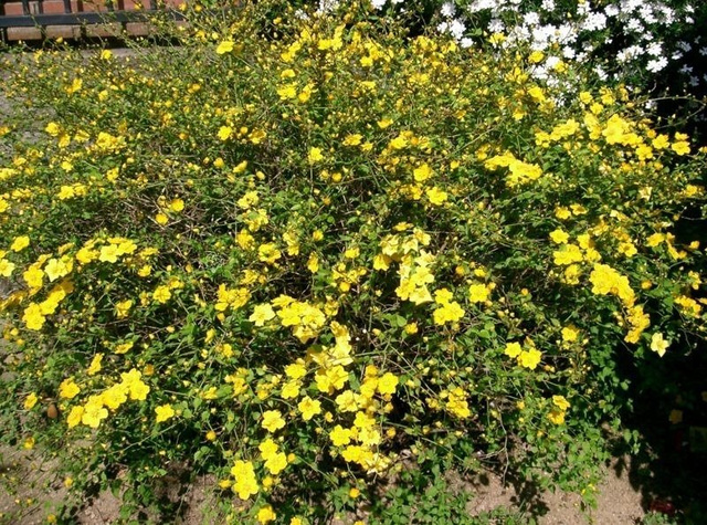 Pięciornik krzewiasty Fredhem Potentilla fruticosa P9