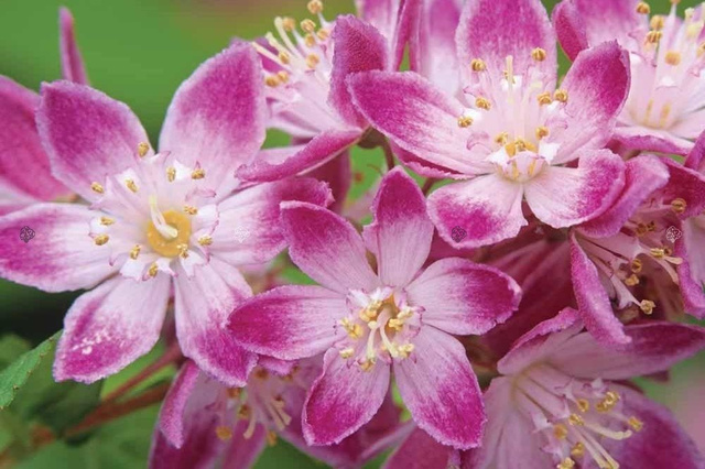 Żylistek mieszańcowy Strawberry Fields Deutzia hybrida P9