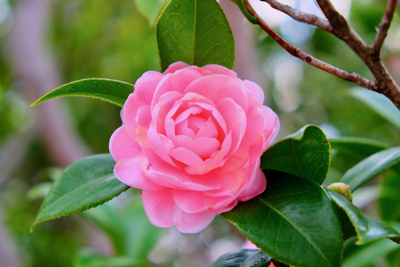Kamelia Williamsa Debbie Camellia williamsii P9
