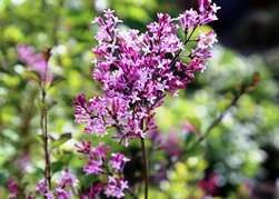 Lilak Red Pixie Syringa C3