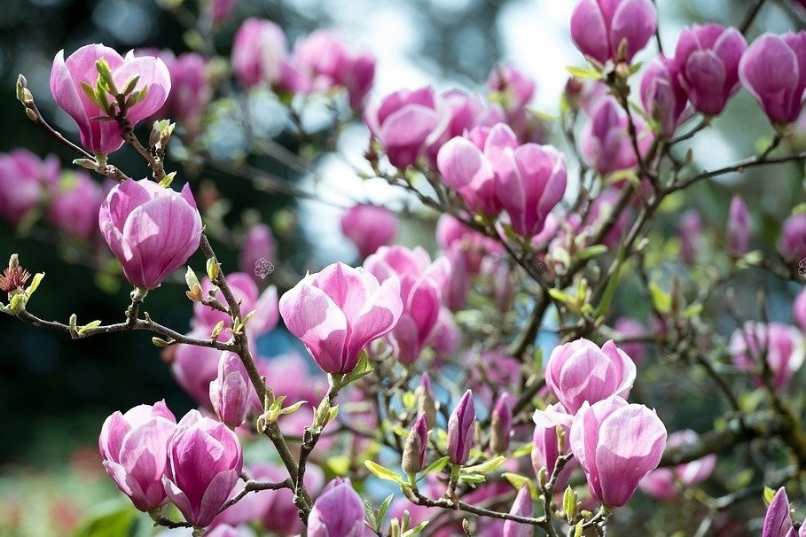 Magnolia Galaxy Magnolia C5