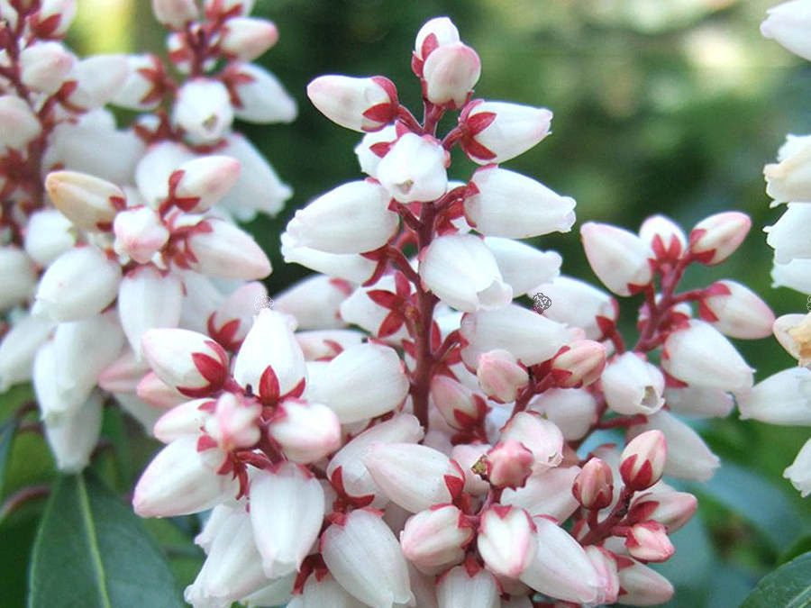 Pieris japoński Bonfire Pieris japonica