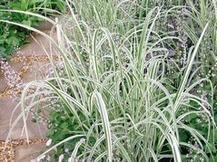 Mozga trzcinowata Picta Phalaris arundinacea P9