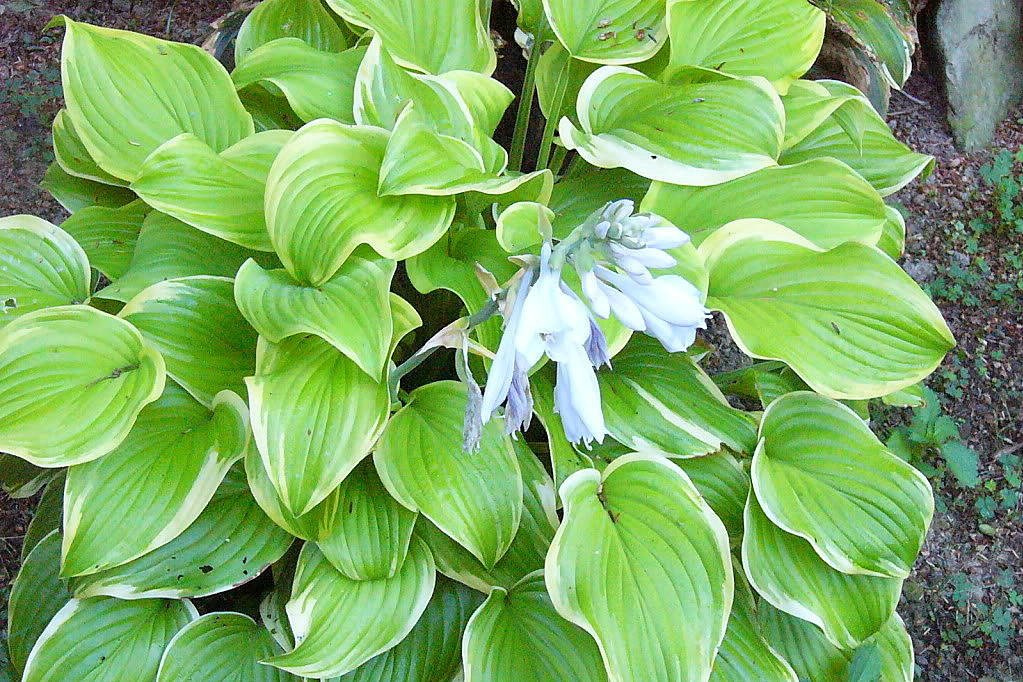 Funkia Fragrant Bouquet Hosta P9