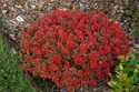 Berberys Thunberga Admiration PBR Berberis thunbergii C2