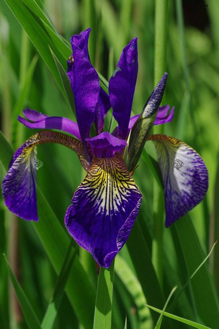 Kosaciec blady Variegata Iris pallida P9