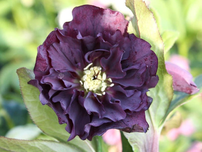 Ciemiernik wschodni Double Ellen Purple Helleborus orientalis P9