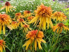 Jeżówka Marmalade PBR Echinacea C1,5