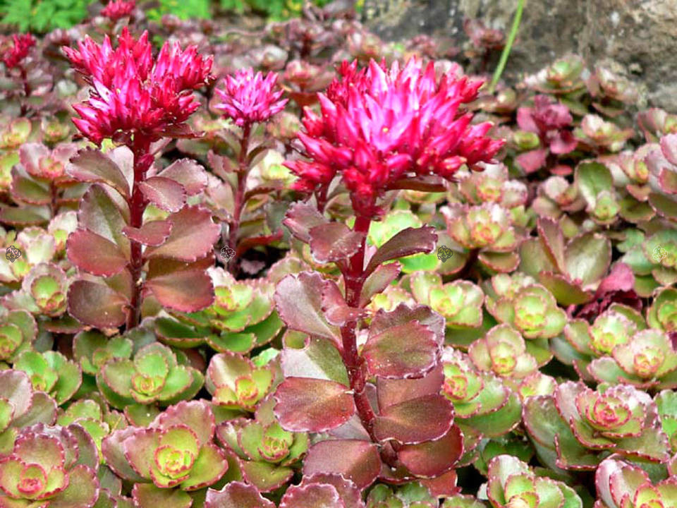 Rozchodnik kaukaski Purpurteppich Sedum spurium C2