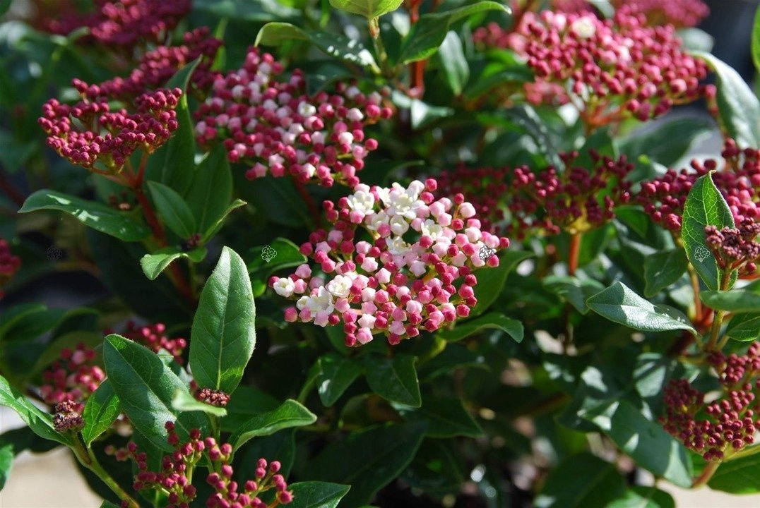 Kalina wawrzynowata Gwenllian Viburnum tinus C2
