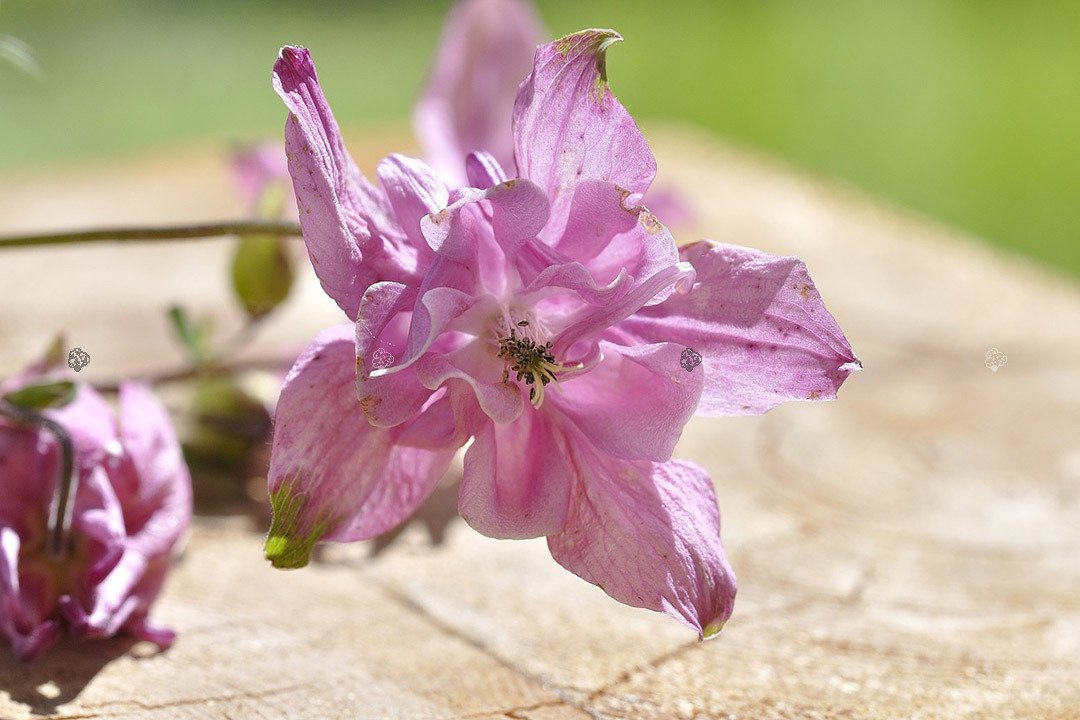 Orlik alpejski Aquilegia alpina P9
