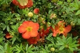 Pięciornik krzewiasty Red Jocker Potentilla fruticosa