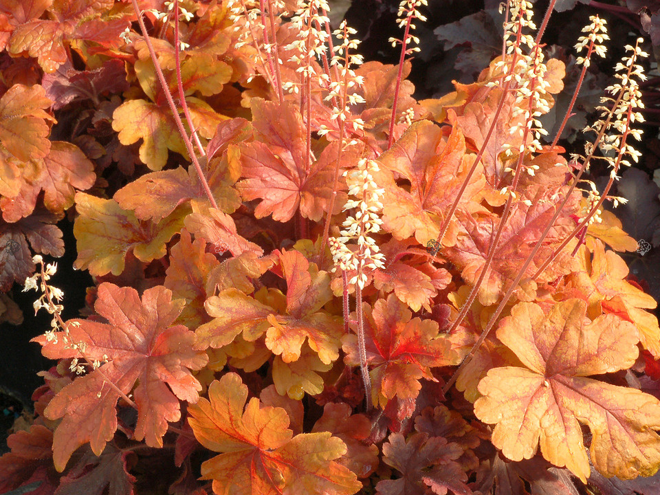 Żurawka Buttered Rum Heucherella C2