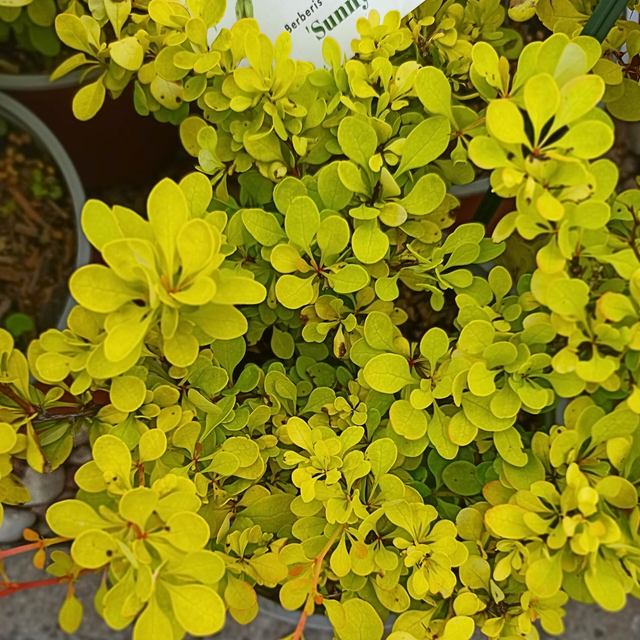 Berberys Thunberga Sunny Berberis thunbergii C2