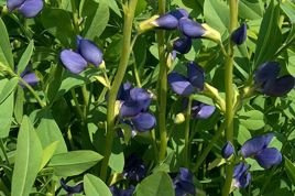 Baptysja błękitna Baptisia australis C3