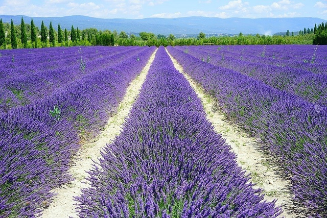 Lawenda wąskolistna Dwarf Blue Lavandula angustifolia C2