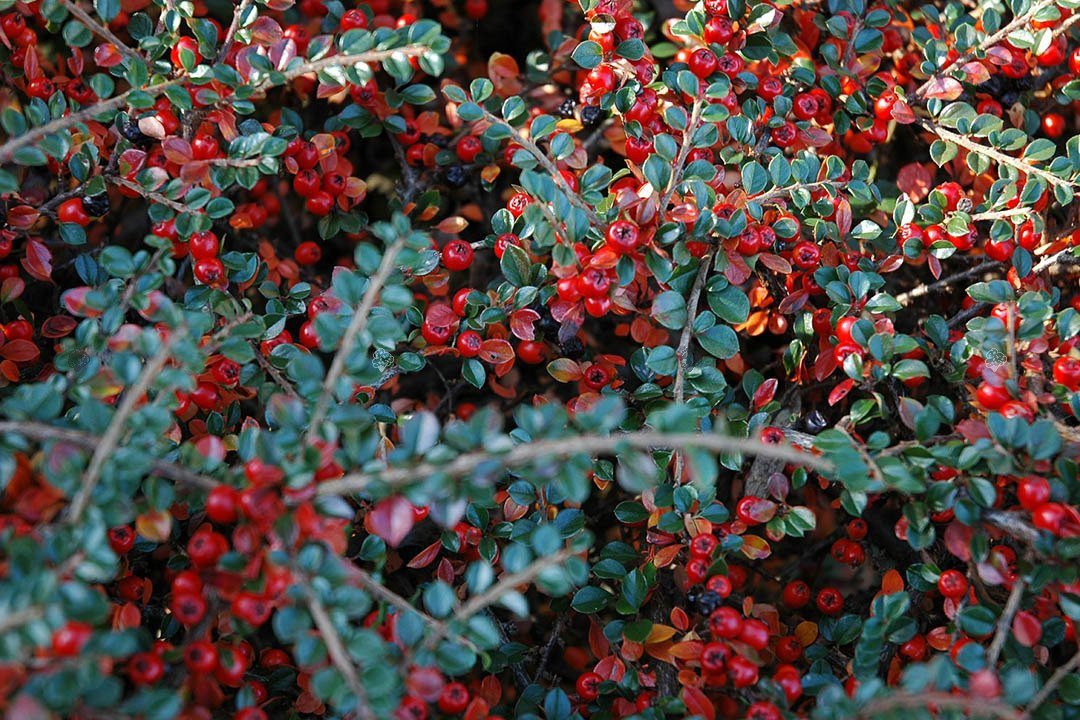 Irga szwedzka Coral Beauty Cotoneaster suecicus P9
