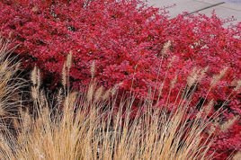 Berberys Thunberga Red Carpet Berberis thunbergii C2