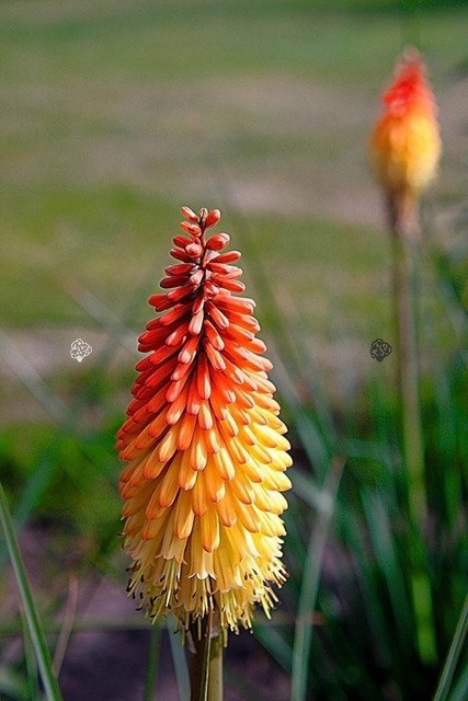 Trytoma groniasta Fire Glow Kniphofia uvaria P9