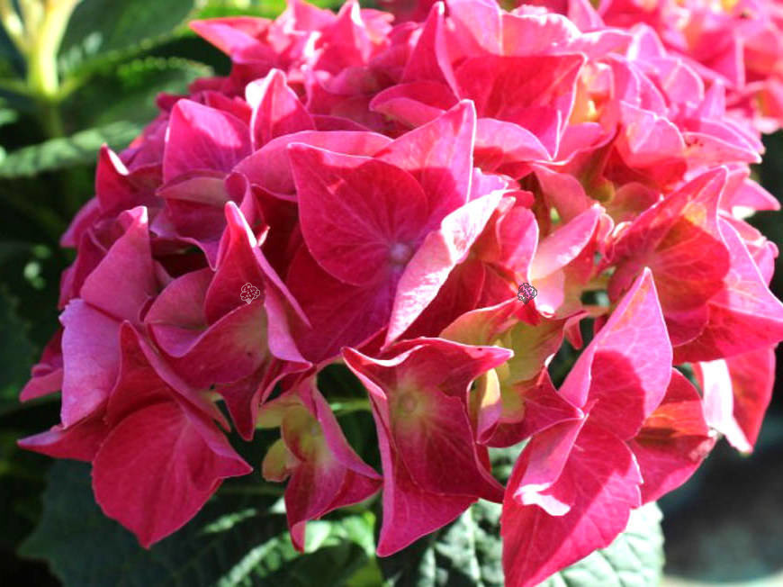 Hortensja ogrodowa Everbloom Red Wonder Red Ball Hydrangea macrophylla