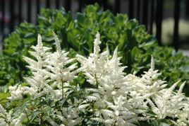 Tawułka White Sensation Astilbe C2