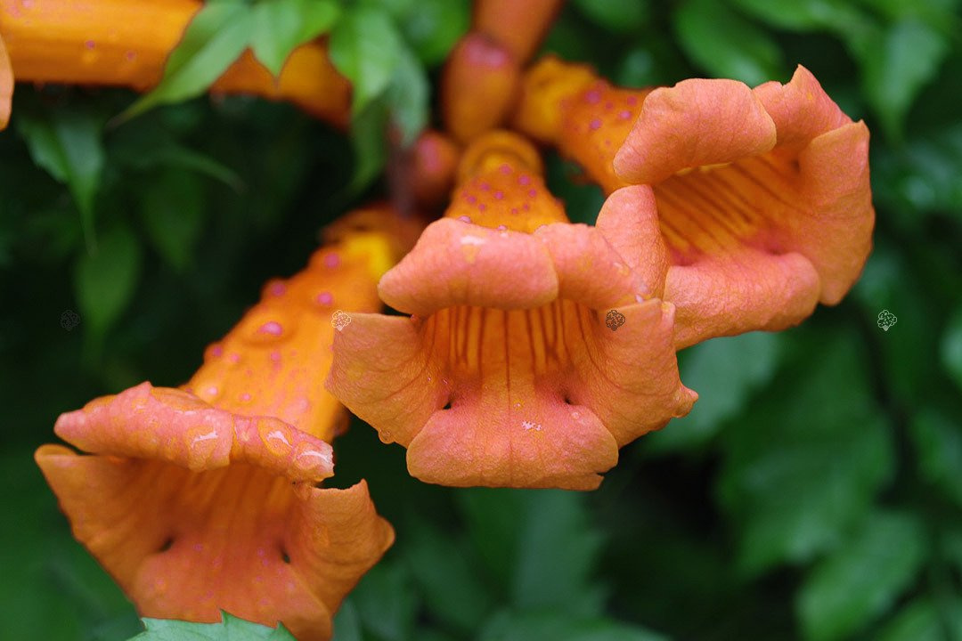 Milin amerykański Campsis radicans