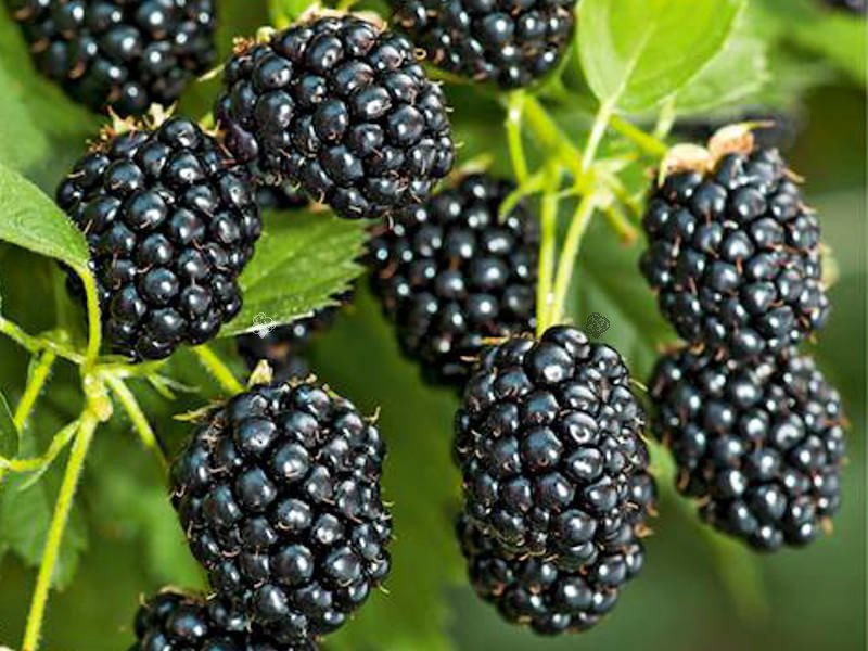 Jeżyna bezkolcowa Arapaho Rubus fruticosa C2