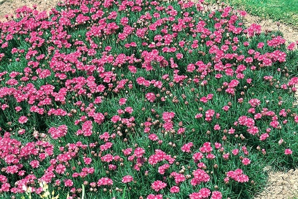 Zawciąg nadmorski Splendens Armeria maritima C3