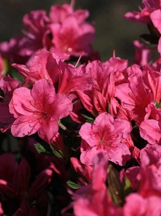 Azalia japońska Tootsie Rhododendron obtusum C2