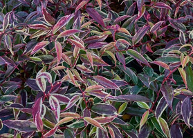 Kiścień wawrzynowy Whitewater Leucothoe fontanesiana C1,5