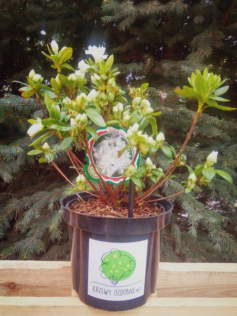 Azalia japońska Eisprinzessin PBR Rhododendron obtusum C2