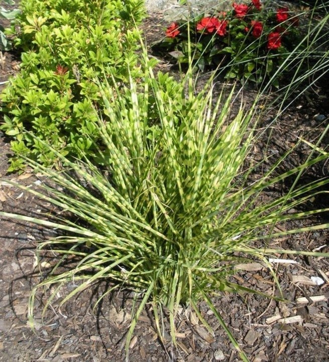 Miskant chiński Gold Bar PBR Miscanthus sinensis C3