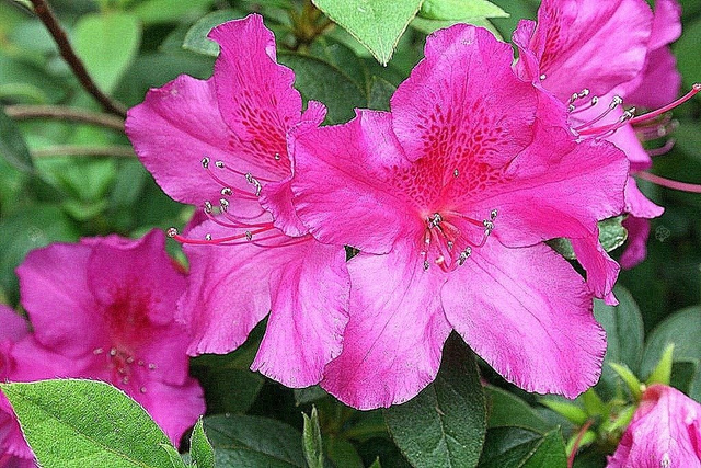 Azalia japońska Rosalind Rhododendron obtusum C2