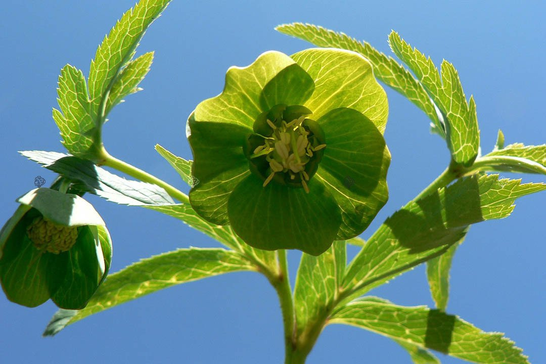Ciemiernik biały Helleborus niger P9