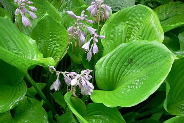Funkia Sum and Substance Hosta C3