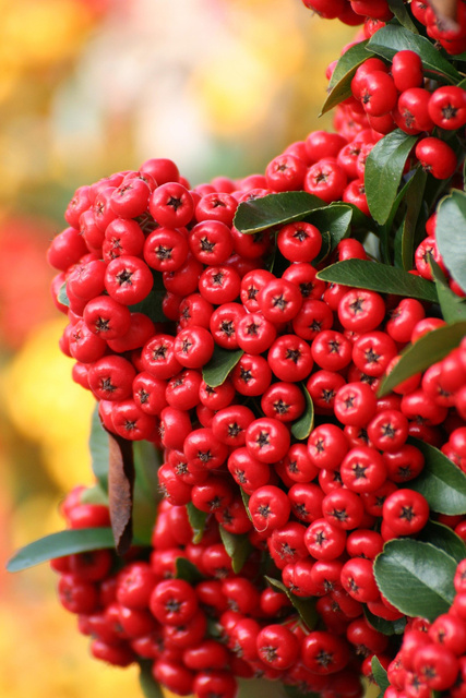 Ognik szkarłatny Red Cushion Pyracantha coccinea P9