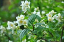 Jaśminowiec Mont Blanc Philadelphus P9