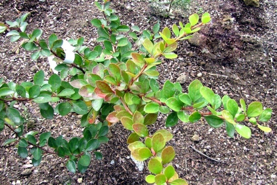 Berberys Thunberga Smaragd Berberis thunbergii P9