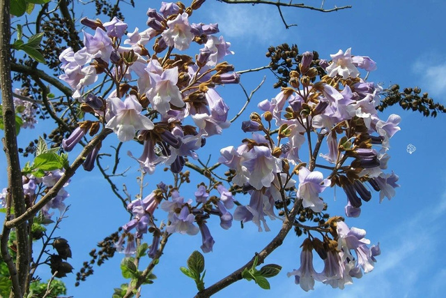 Paulownia cesarska Paulownia tomentosa C2