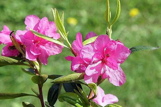 Różanecznik dahurski Stacatto Rhododendron dauricum C2
