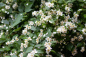 Jaśminowiec Mont Blanc Philadelphus C3
