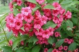 Krzewuszka Bristol Ruby Weigela P9