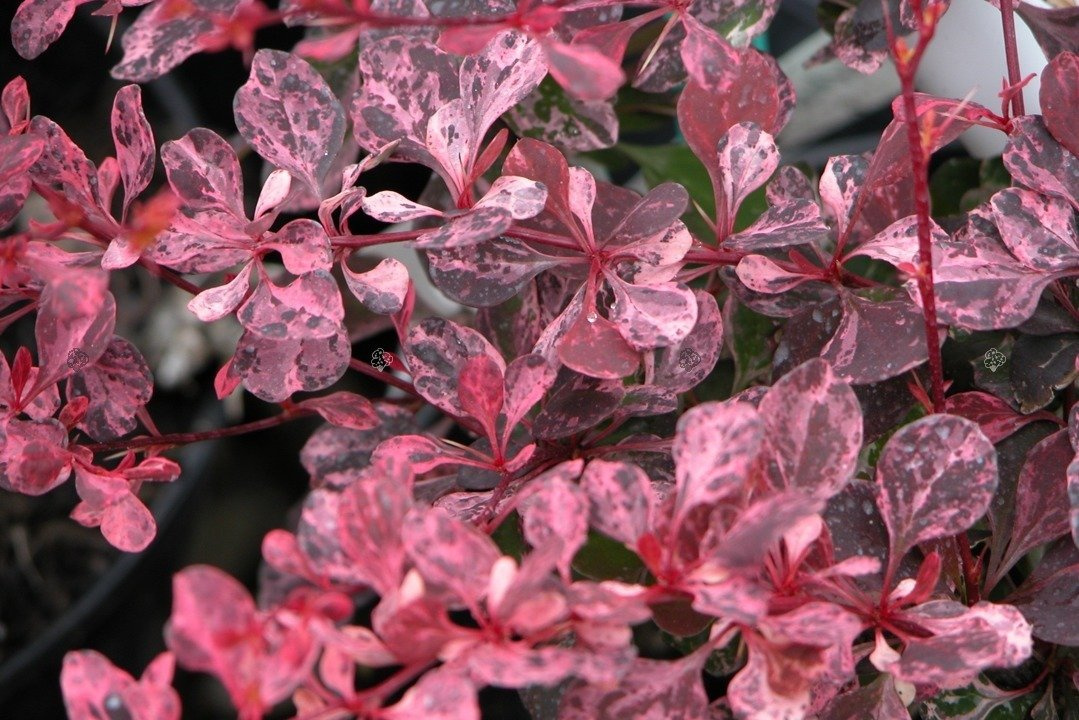 Berberys Thunberga Pink Queen Berberis thunbergii C2
