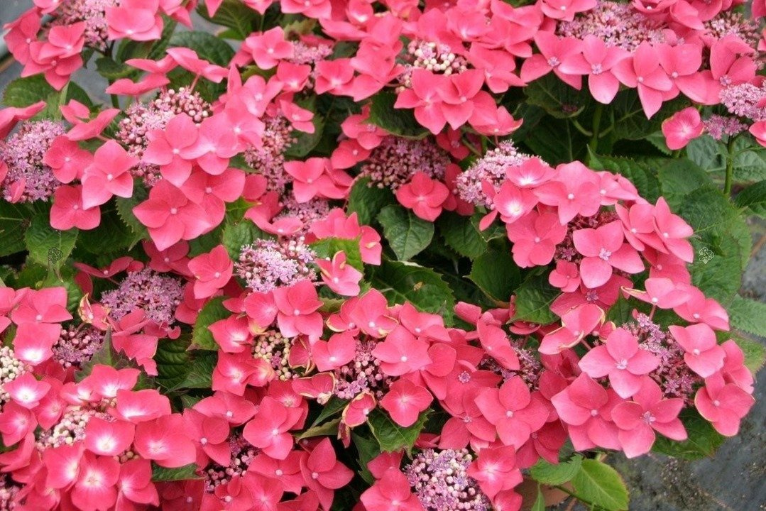 Hortensja ogrodowa Teller Rot Hydrangea macrophylla C3